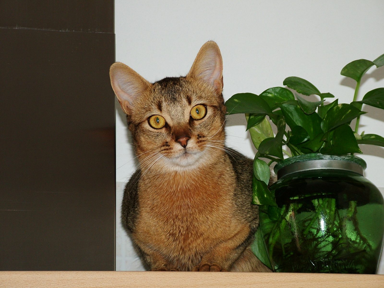 Masters of Height and Adventure (Image Credits: Wikimedia)