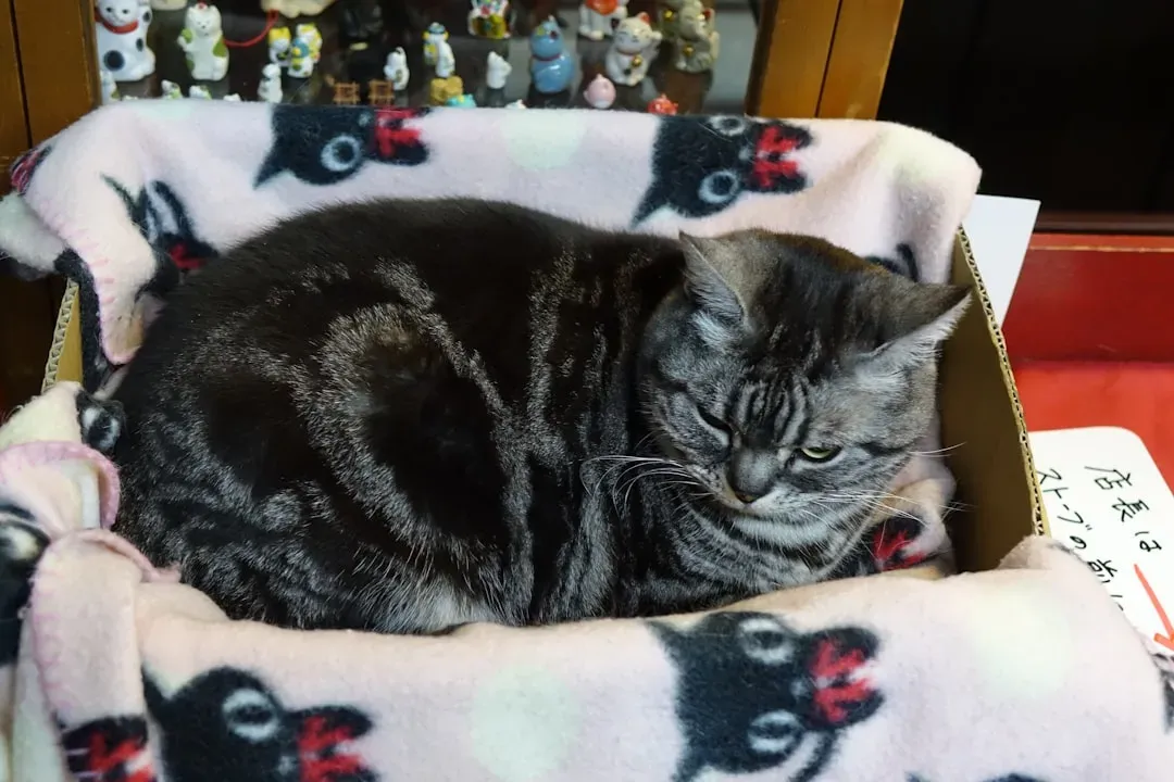 The Aggressive Loaf Position on Your Ugliest Blanket (Image Credits: Unsplash)