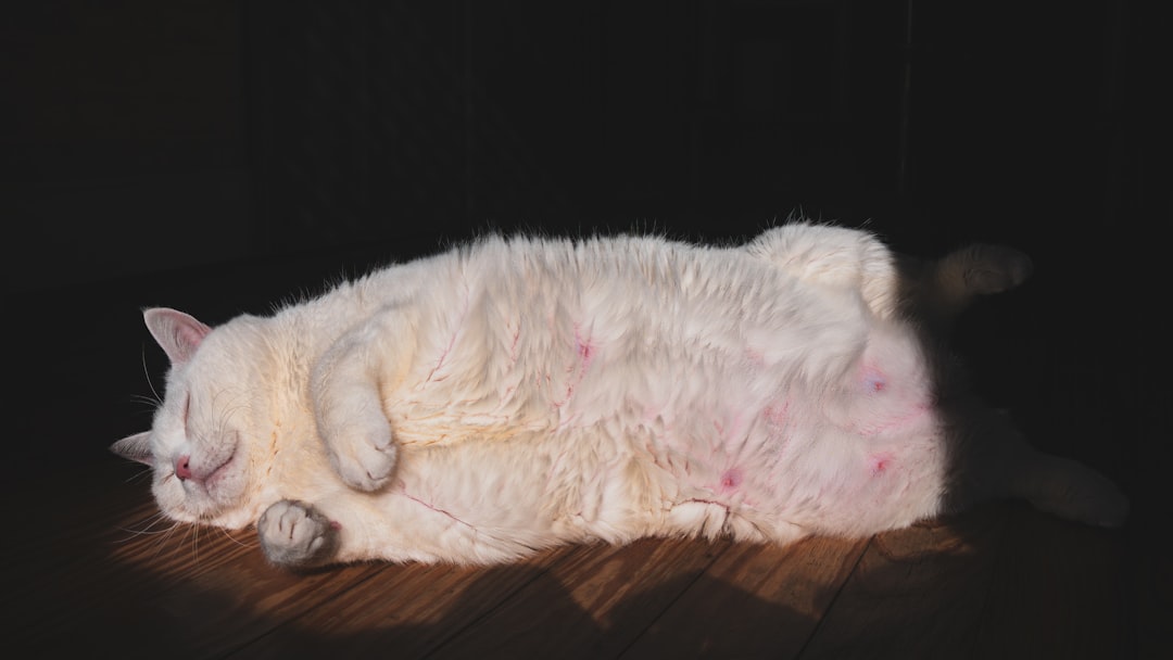 Rolling Over to Show Their Belly (Image Credits: Unsplash)