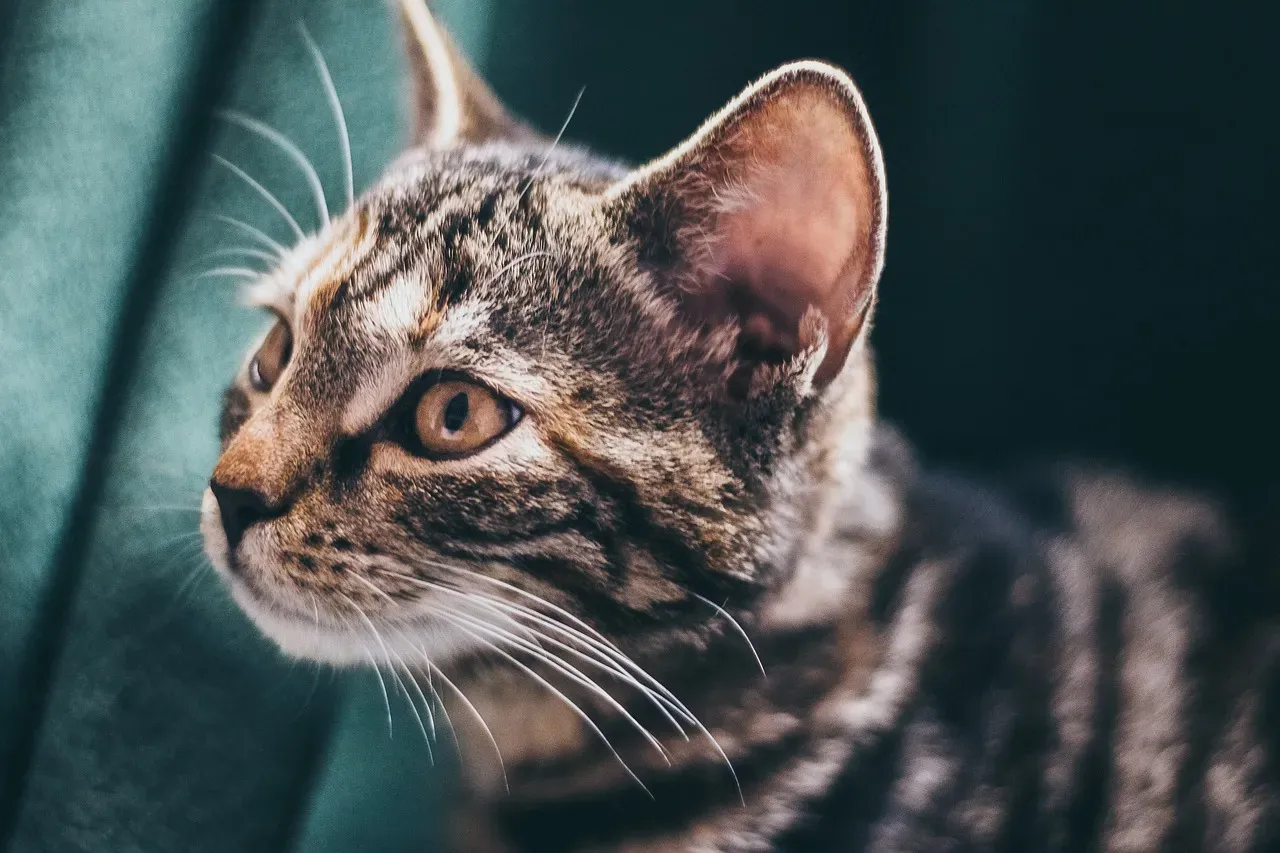 The Myth of the Indifferent Cat - and Why It's Wrong (Image Credits: Pixabay)