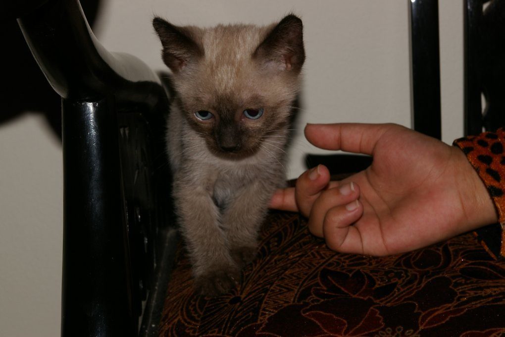 They're Shadowing Your Every Move (Image Credits: Flickr)