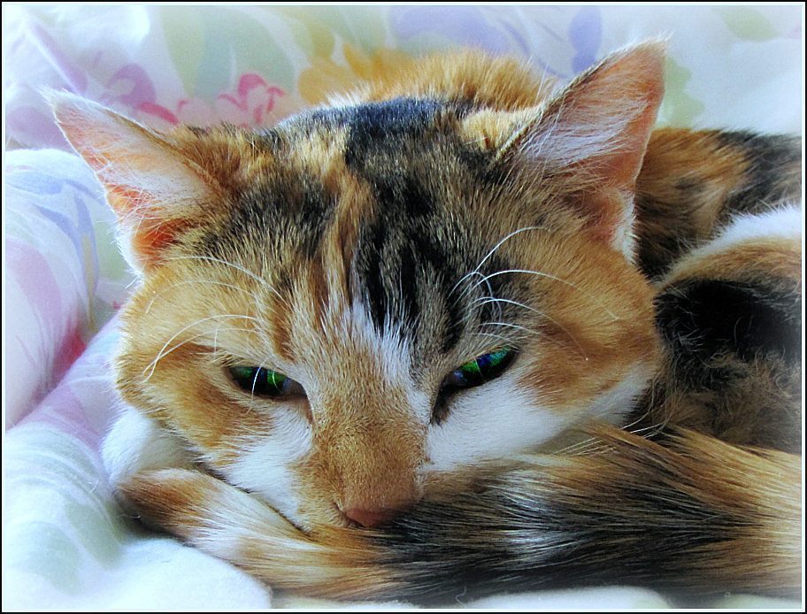 Creating Better Dreams for Your Cat (Image Credits: Flickr)