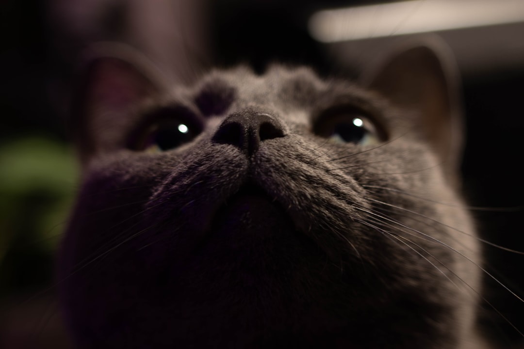 Your Cat Can Actually Smell Your Emotions (Image Credits: Unsplash)