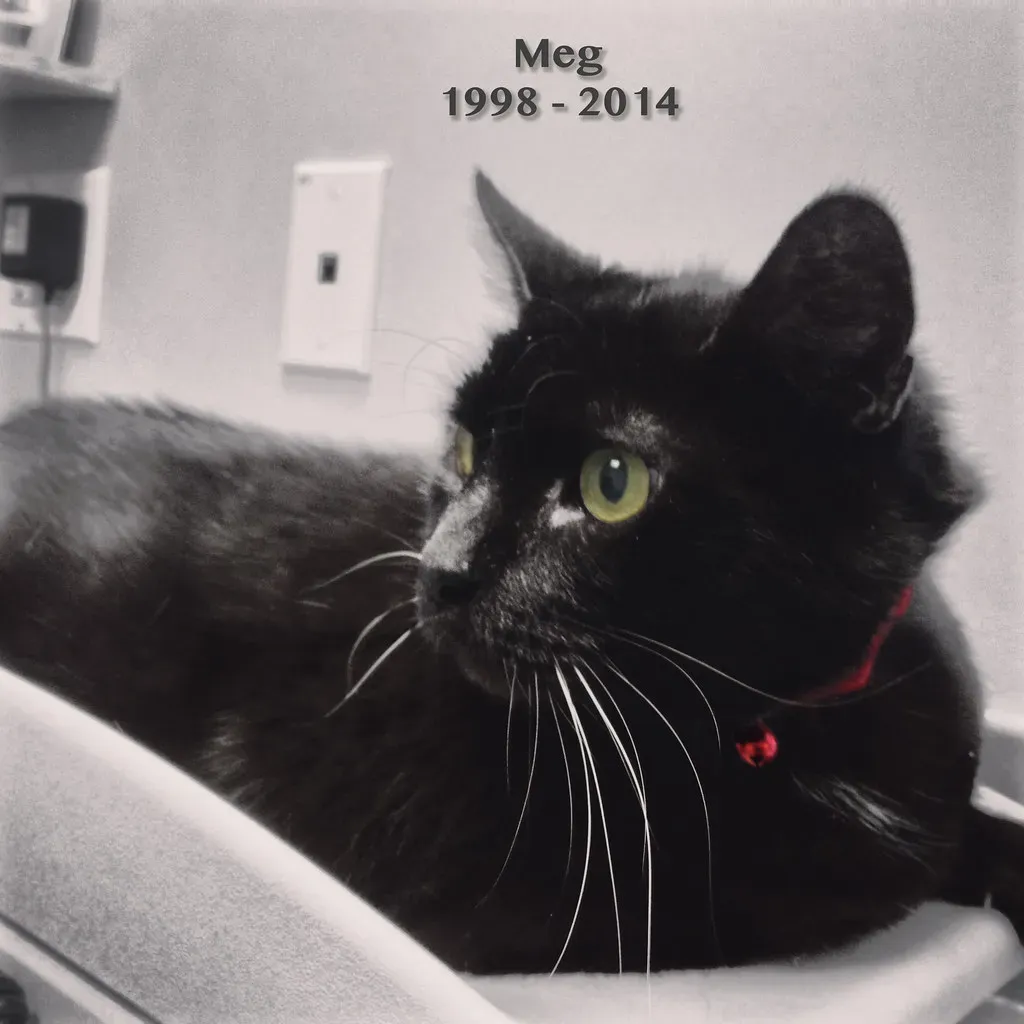 Fact: Creating Rituals Can Bring Comfort and Closure (Image Credits: Flickr)