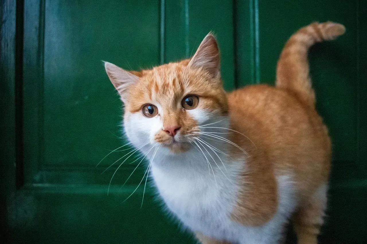 Conclusion: A Closed Door as a Window Into Your Cat’s Mind (Image Credits: Pixabay)