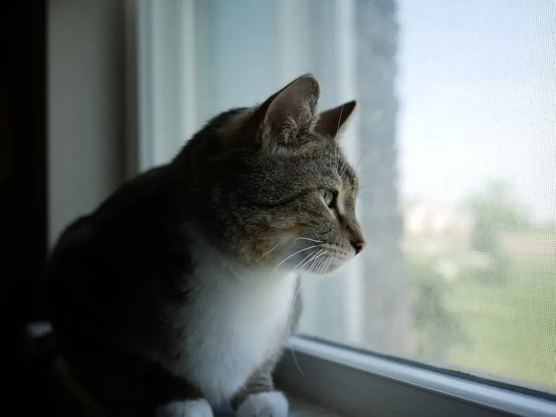 The Searching Behavior: When Cats Look for What Is Gone (Image Credits: Unsplash)