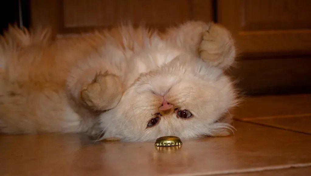 Bottle Caps: Mini Hockey Pucks for Feline Fun (Image Credits: Flickr)