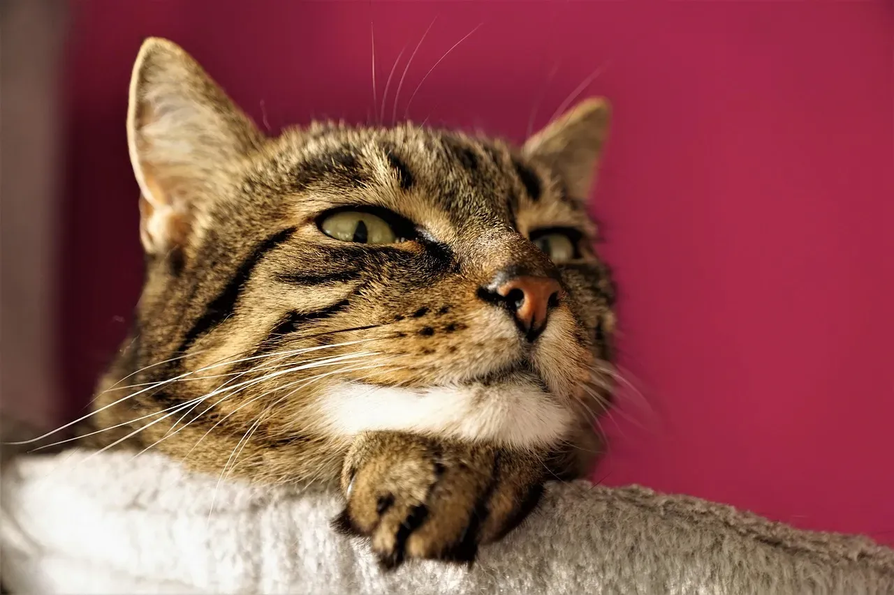 Understanding What Your Cat Is Actually Telling You (Image Credits: Pixabay)