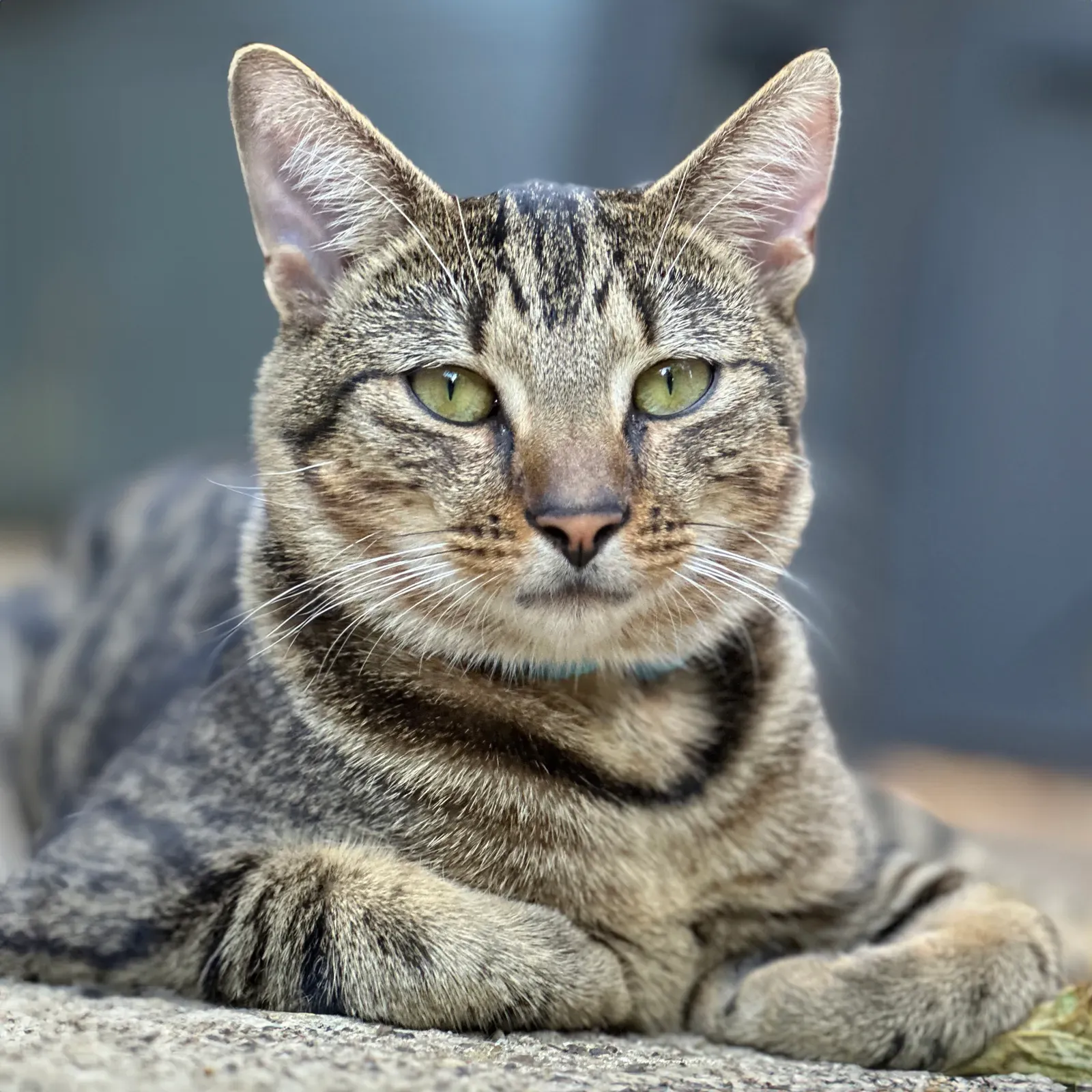 Body Posture Reveals Hidden Emotions (Image Credits: Wikimedia)