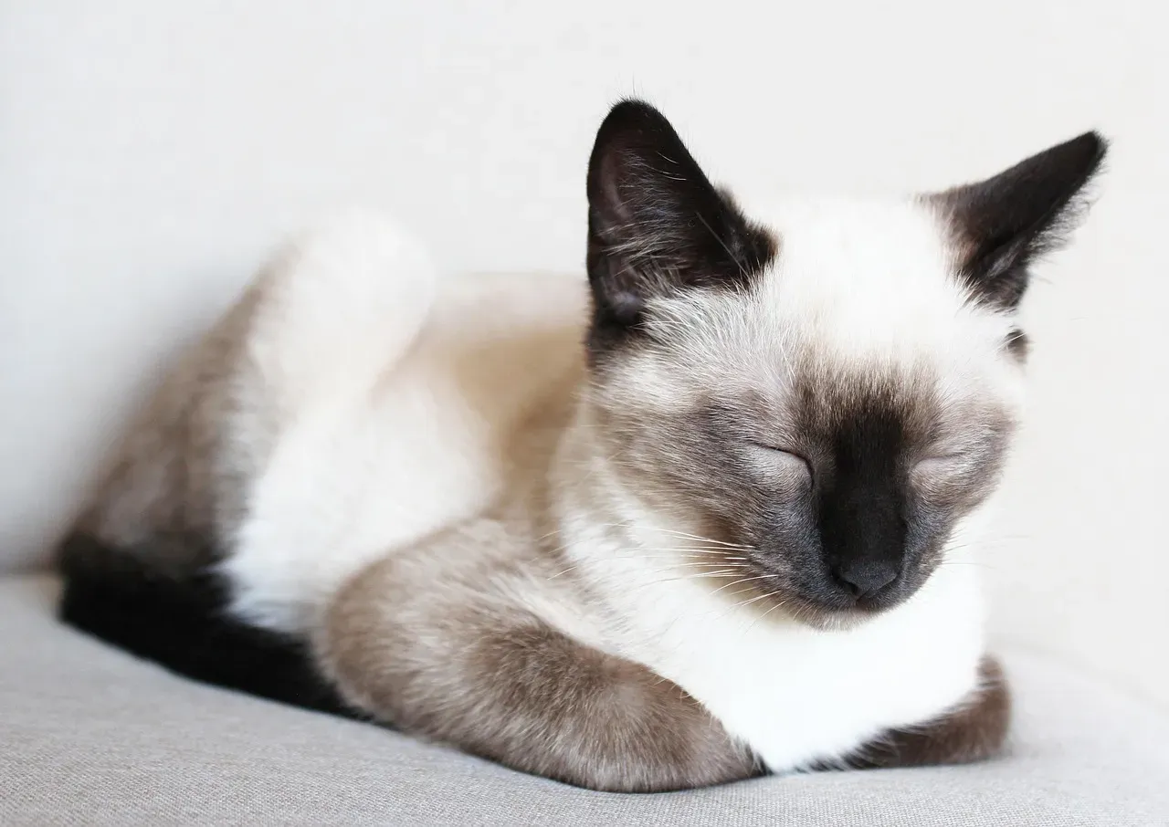 Siamese: The Overwhelming Conversationalist (Image Credits: Pixabay)