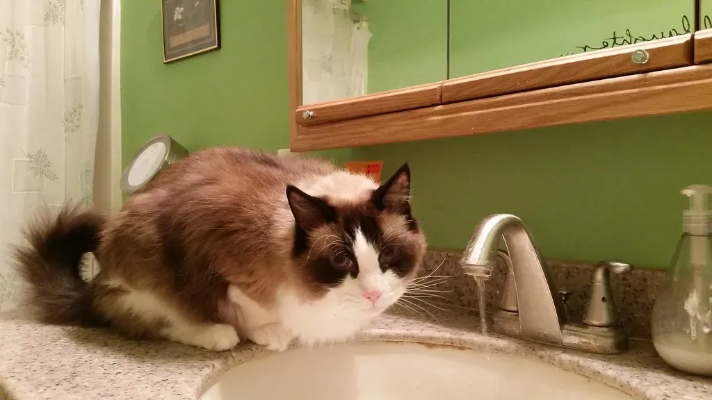 Your Cat Has Trained You, Not the Other Way Around (Image Credits: Flickr)