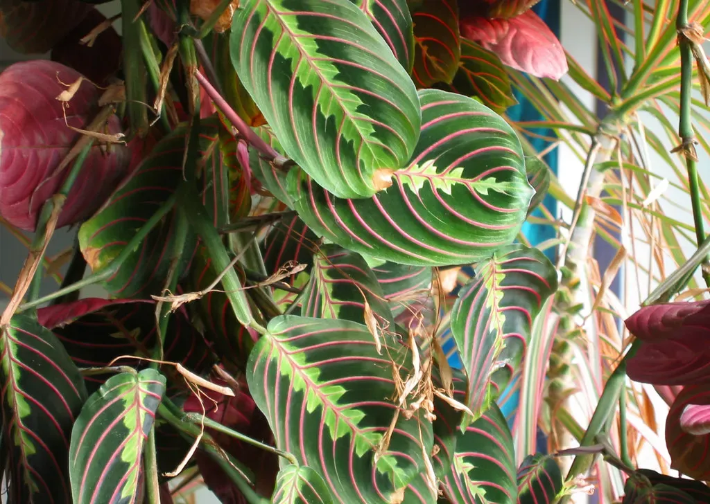 9. Prayer Plant (Maranta leuconeura) (pfly, Flickr, CC BY-SA 2.0)