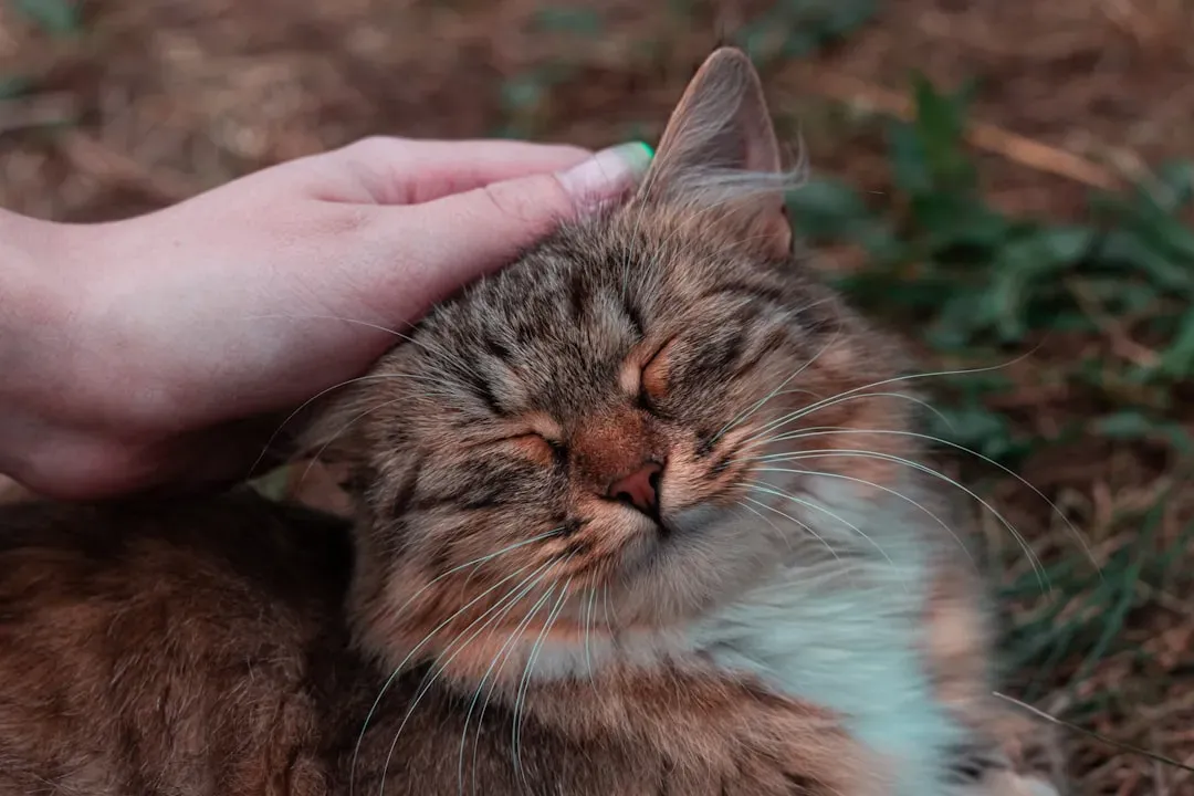 The Happy Purr: What Everyone Thinks They Know (Image Credits: Unsplash)