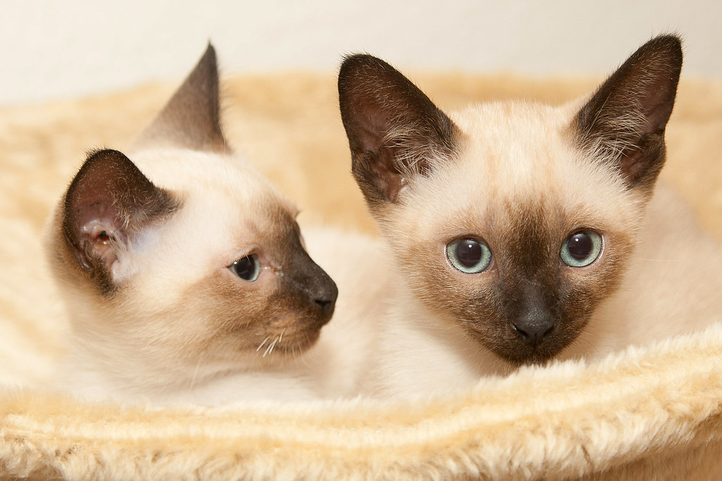 Siamese Cats: Elegant Looks, Serious Health Concerns (Image Credits: Flickr)
