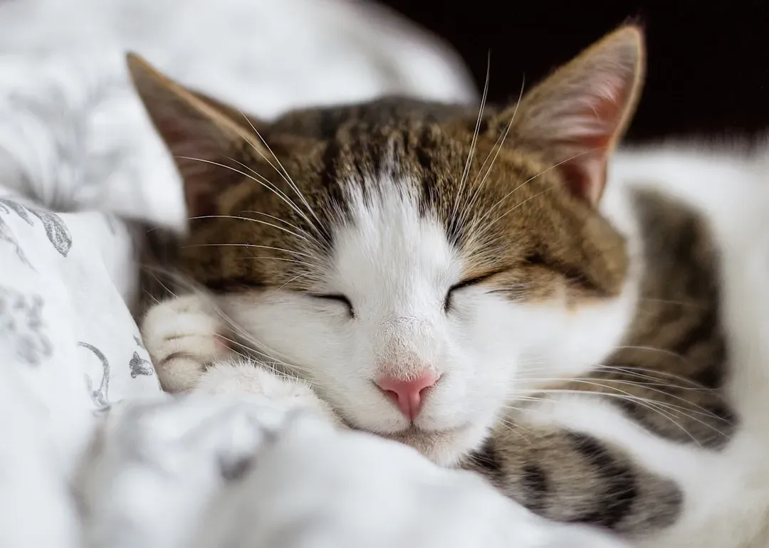 Why Your Cat Sleeps So Much (And Why That's Completely Fine) (Image Credits: Unsplash)