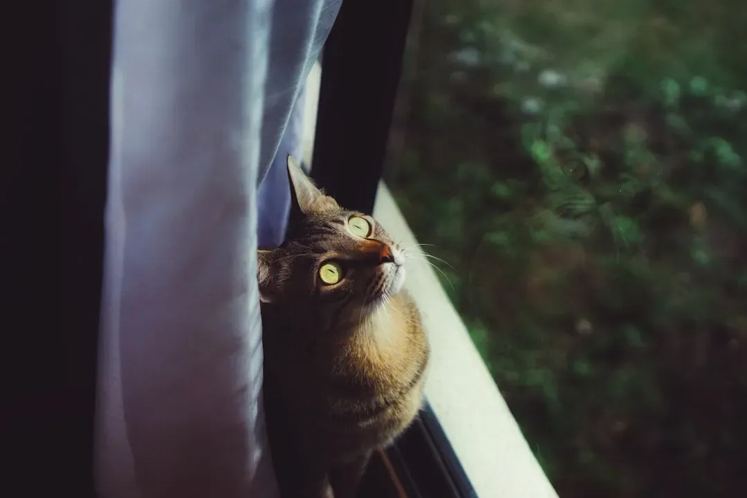 Window Wildlife Theater (Image Credits: Unsplash)