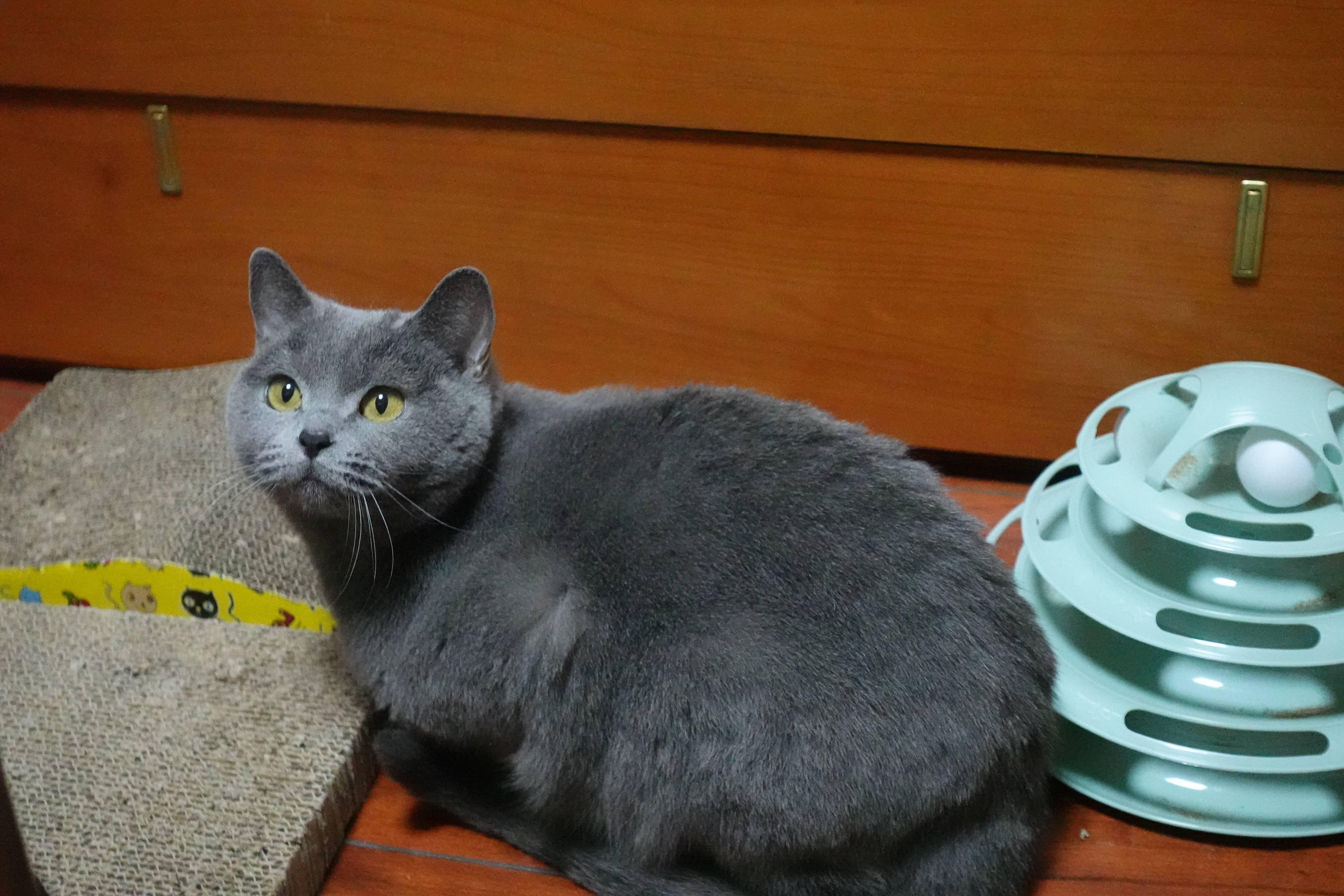 British Shorthair: The Steady Companion (Image Credits: Wikimedia)