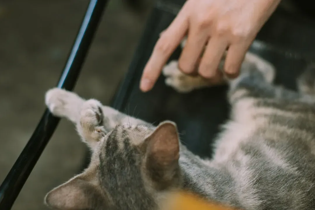 9. Being Touched Too Much or in the Wrong Way (Image Credits: Unsplash)