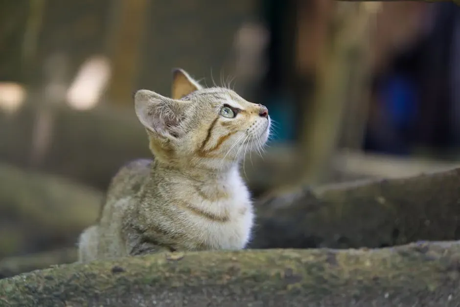 Your Cat Learns by Watching, Not Just Doing (Image Credits: Pexels)