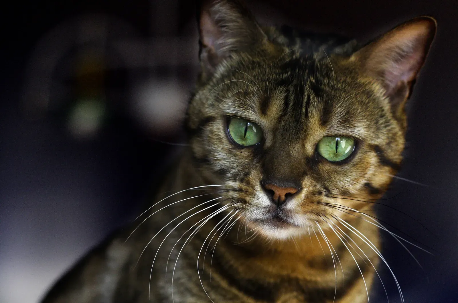 What You Should Do When Your Cat Acts Strangely (concerned, CC BY 2.0)