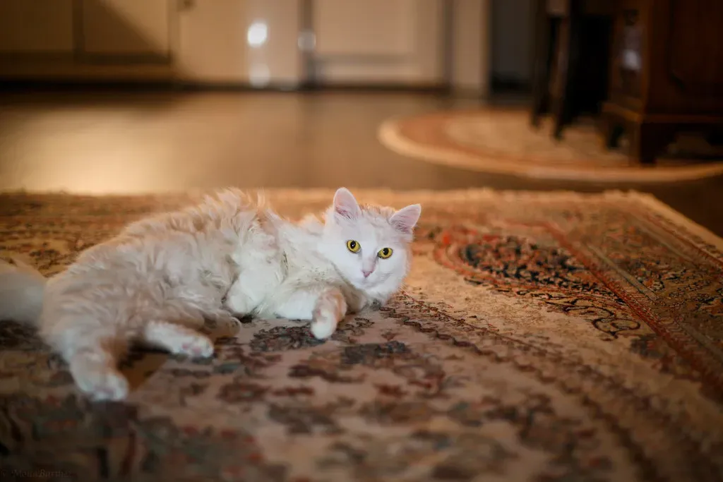 Cognitive Changes Create Unpredictable Moments (Image Credits: Flickr)