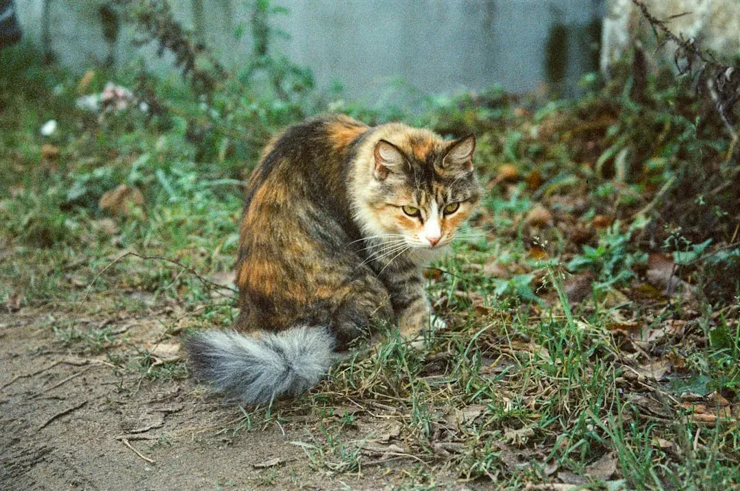 The Twitch That Speaks of Focus or Frustration (Image Credits: Unsplash)