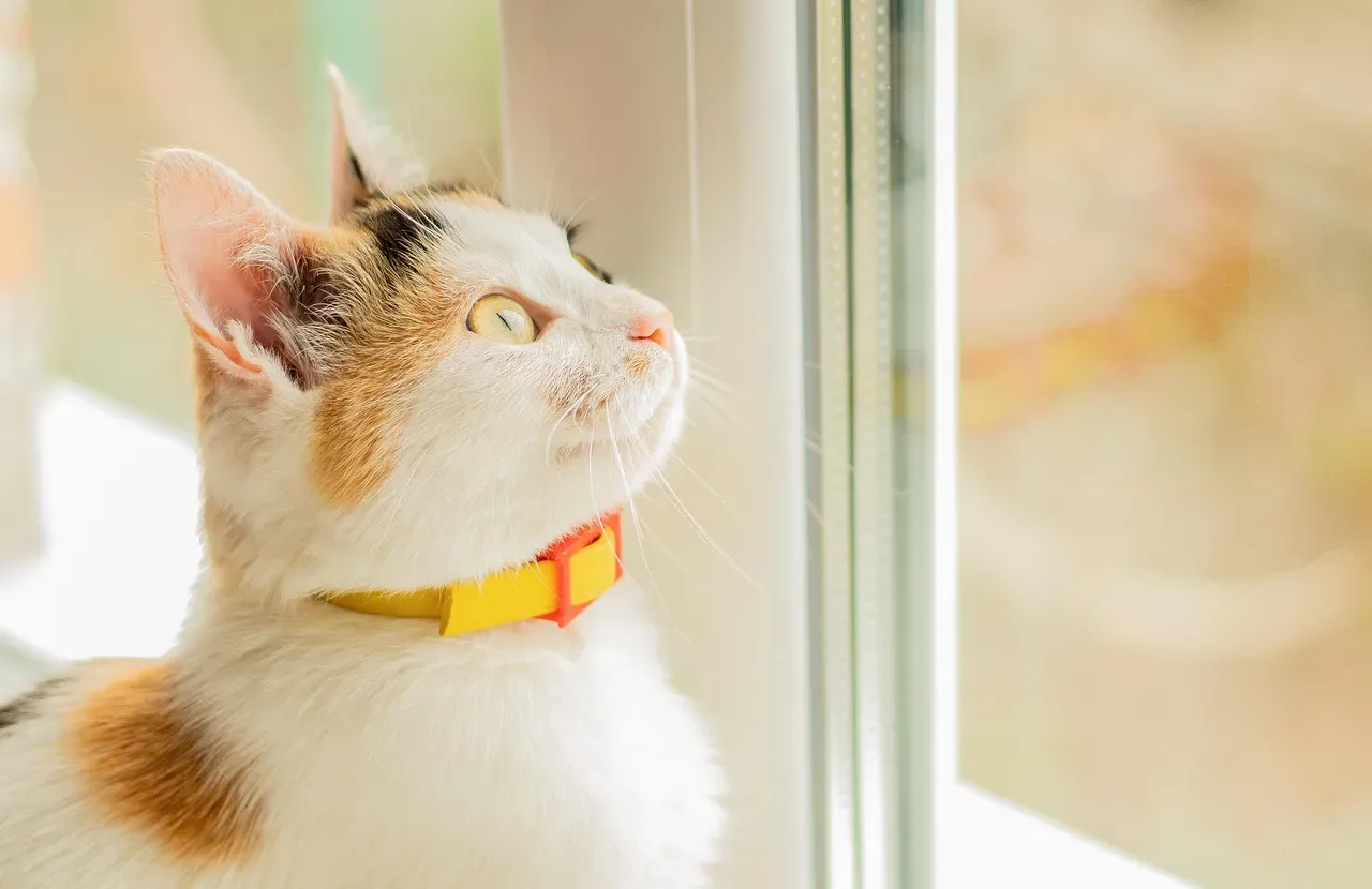 Window Watching: The Cat Television Channel (Image Credits: Pixabay)