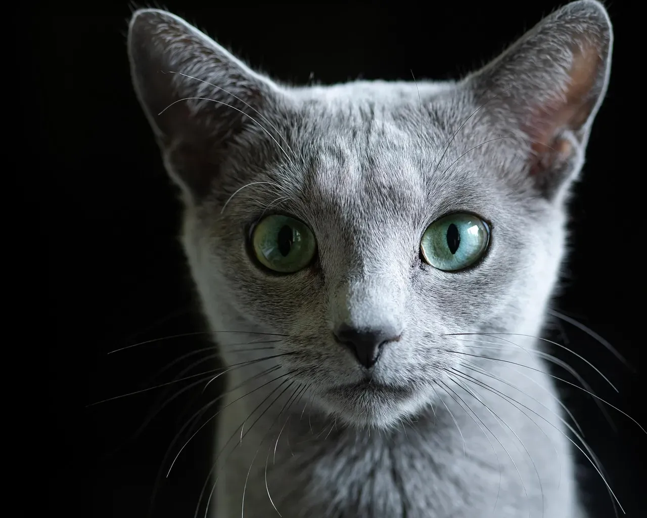 7. The Russian Blue: The Quiet Intellectual With a Silver Smile (Image Credits: Pixabay)