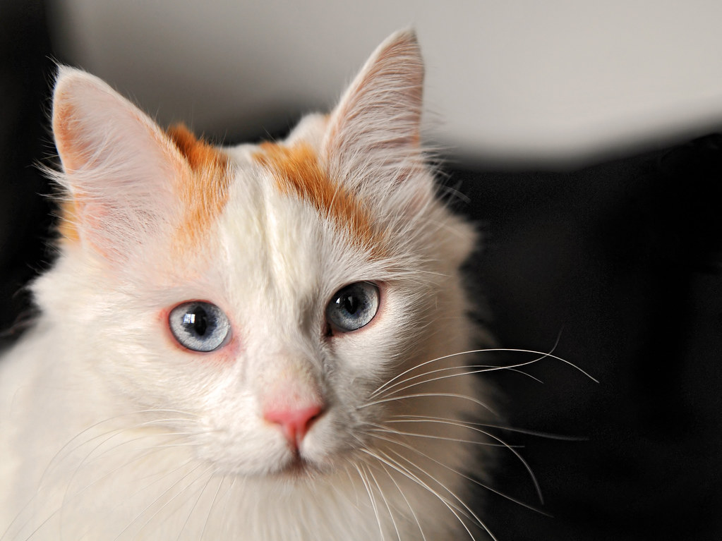 Turkish Van - The Water-loving Innovator (Image Credits: Flickr)
