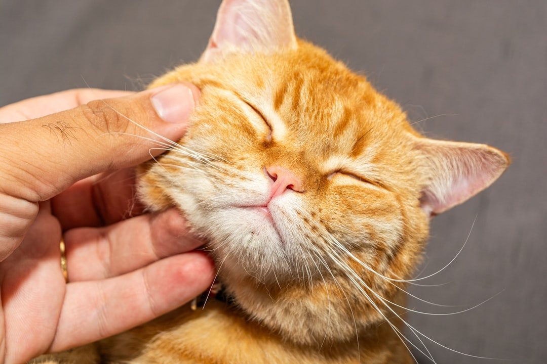 15. The Fake Affection Rub (Image Credits: Unsplash)