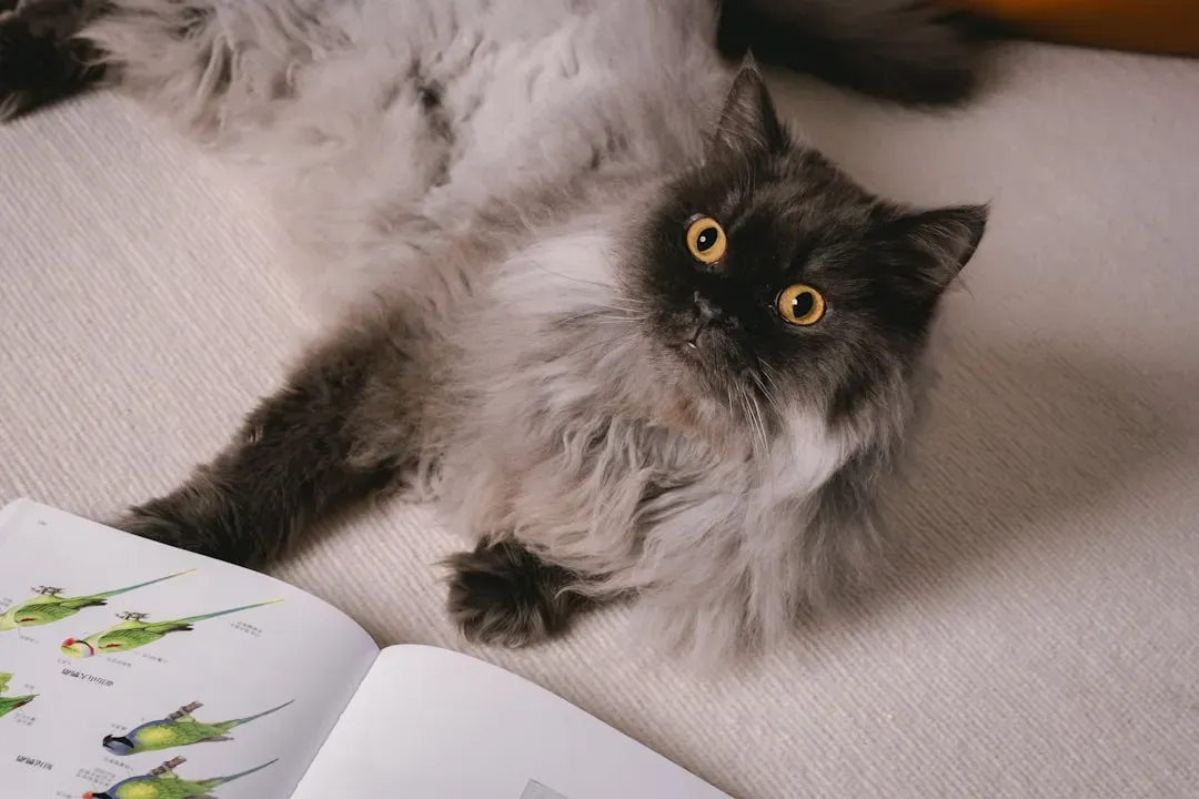 Your Cat Is Reading Body Language You Don't Even Notice (Image Credits: Unsplash)