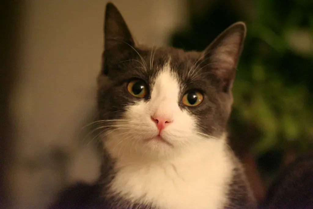 Your Cat Expects You to Notice Their Moods (Image Credits: Flickr)