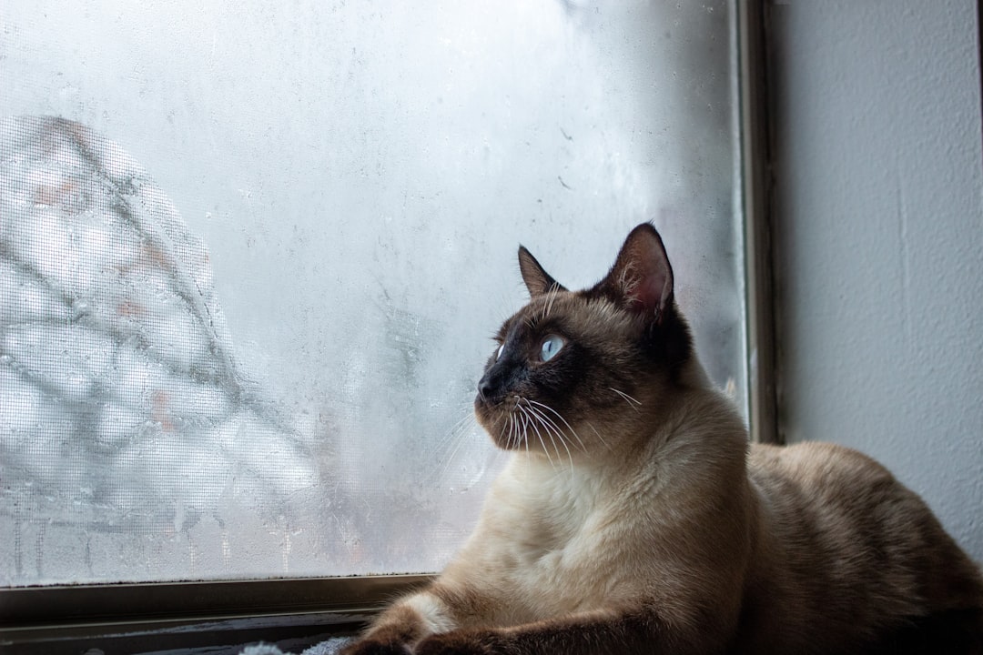 The Atmospheric Pressure Sensors - Cats Who Read the Sky (Image Credits: Unsplash)
