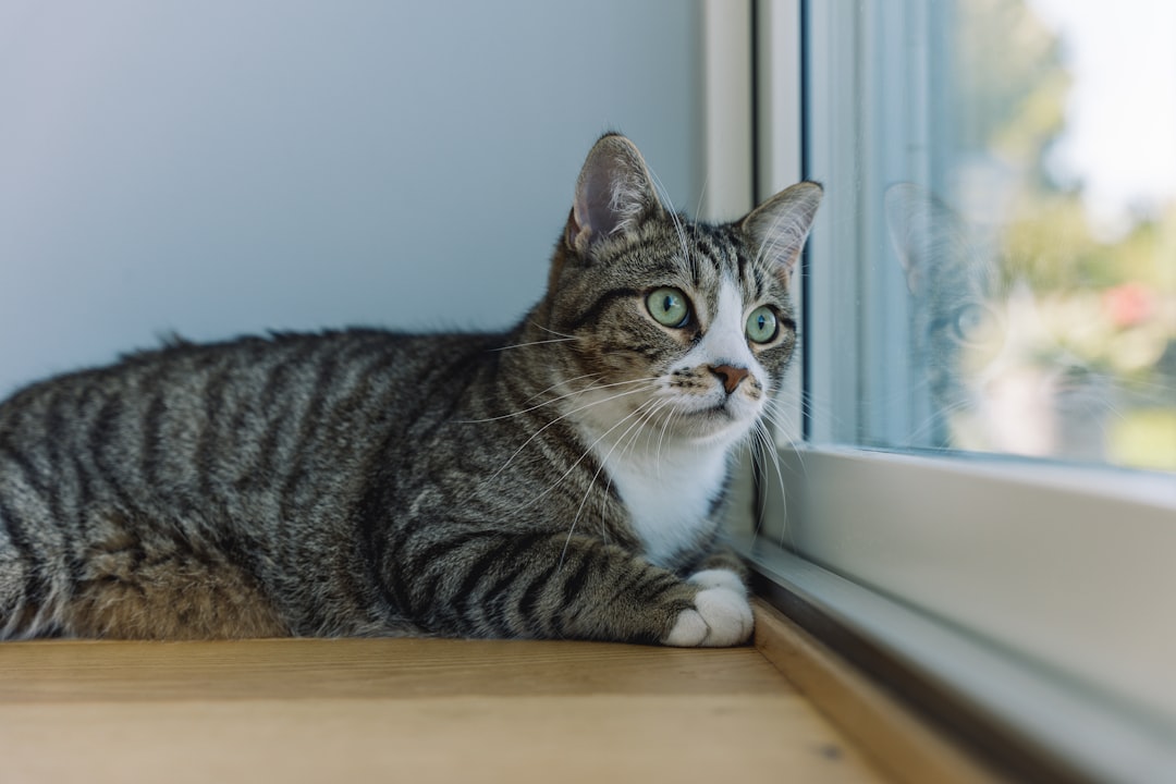 Creating the Perfect Indoor Cat Paradise (Image Credits: Unsplash)
