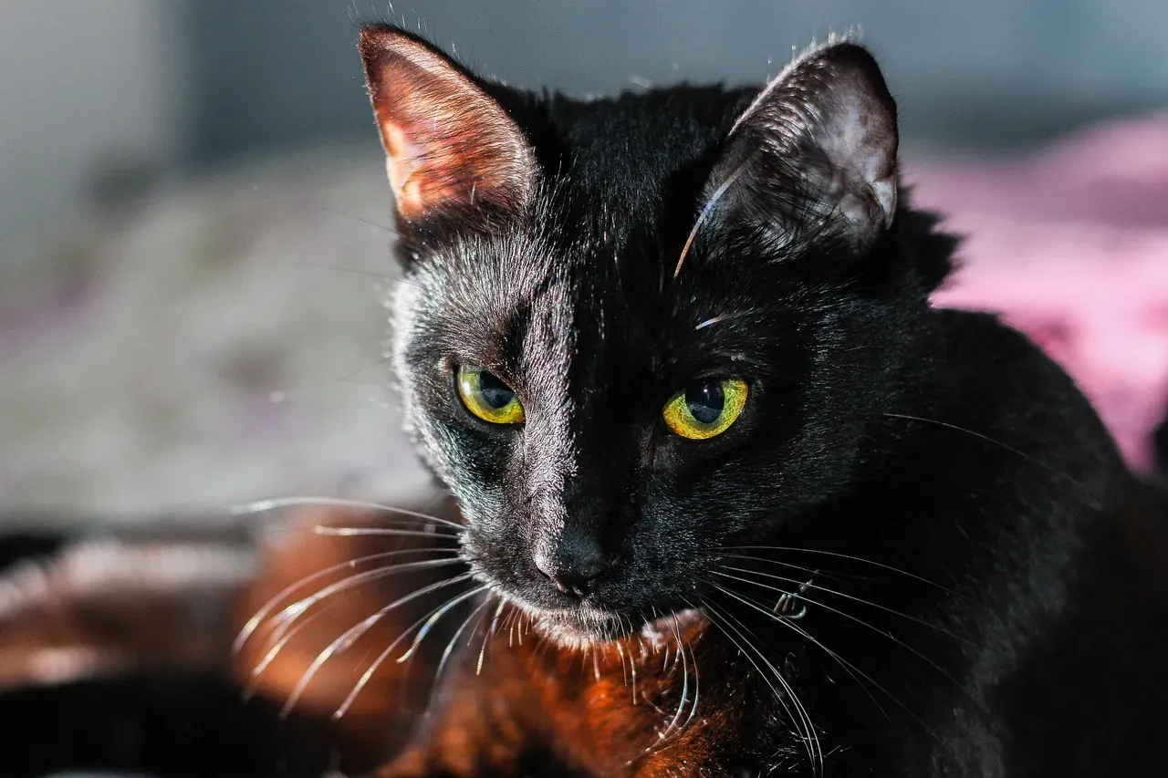 Myth 10: There's Something Genetically Wrong With Black Cats (Image Credits: Pixabay)