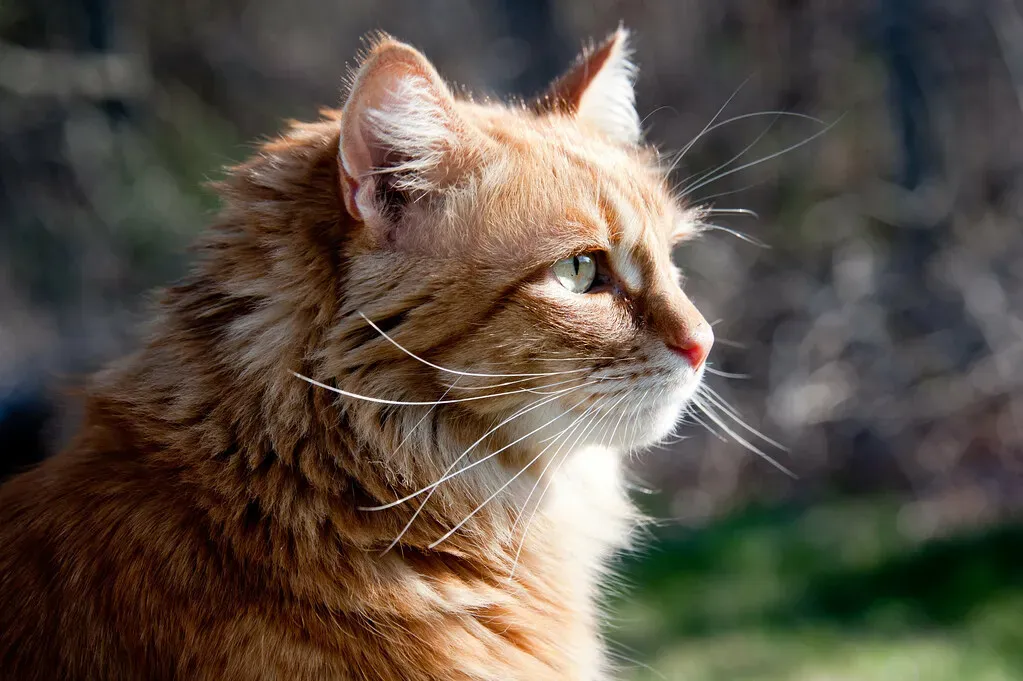 Turning Their Back to You: Trust in Disguise (Image Credits: Flickr)