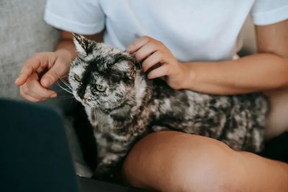 #15 - Letting the Cat "Help" With Chores (Image Credits: Pexels)