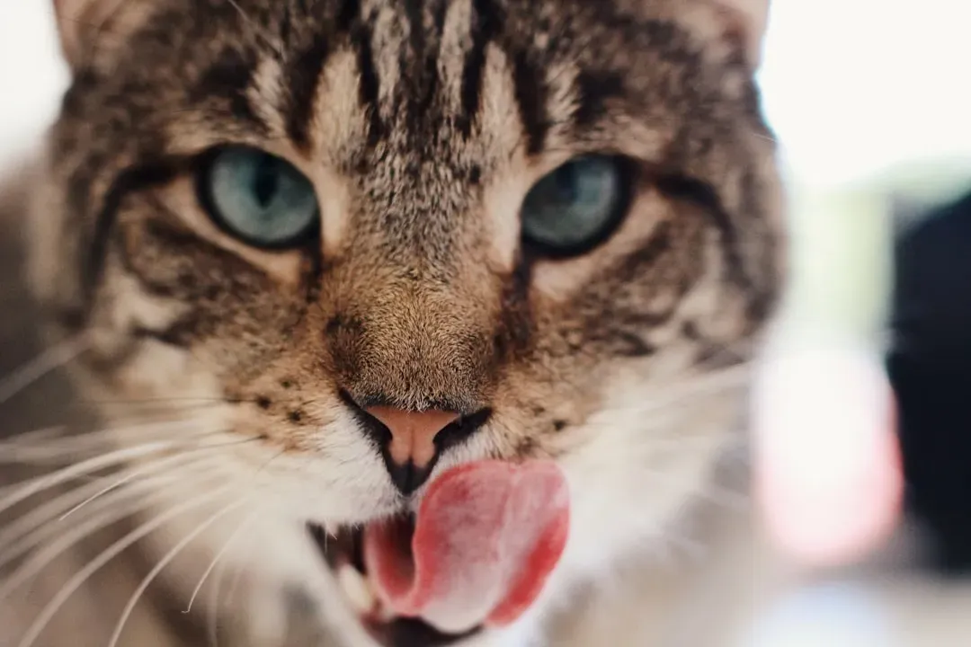 Your Cat's Tongue Is Doing Something Remarkable (Image Credits: Unsplash)