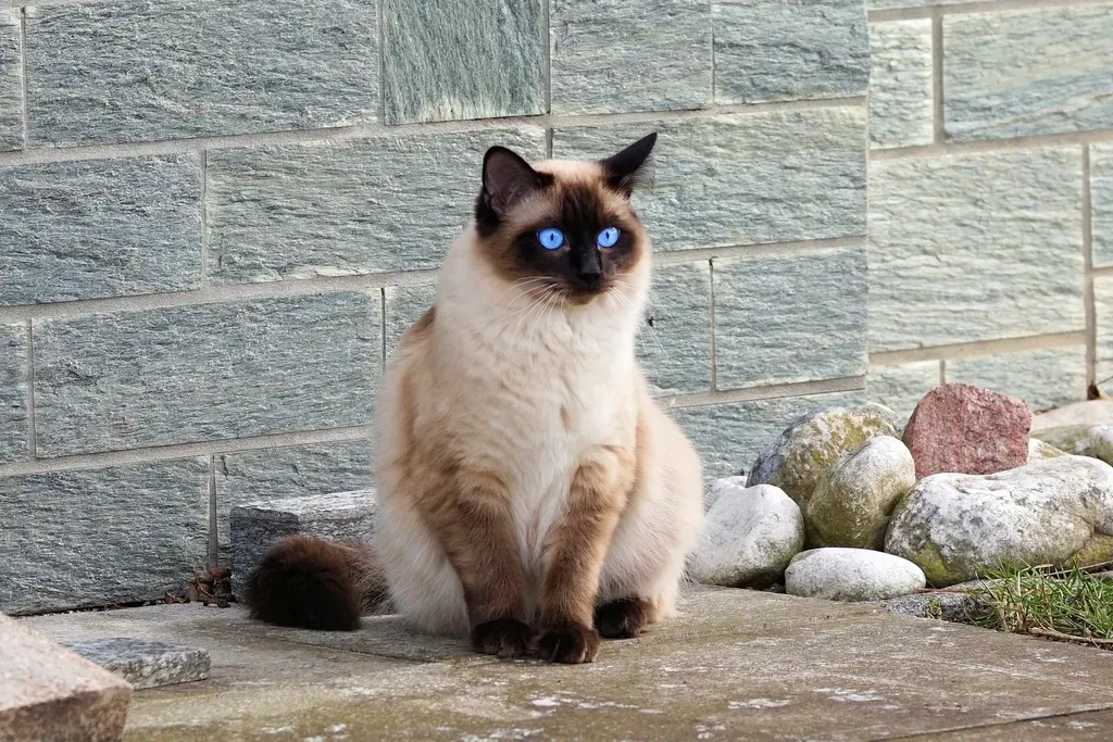 Siamese: The Chatty Companion Who Craves Company (Image Credits: Rawpixel)