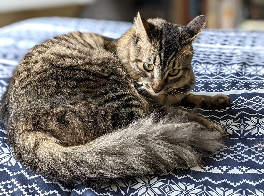 Rapid Tail Twitching or Thrashing (Image Credits: Flickr)