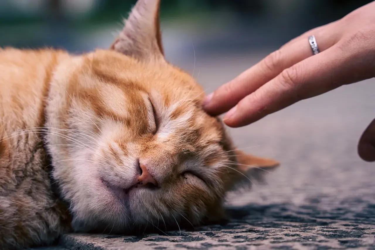 #4 It's a Subtle Form of Companionship on Her Own Terms (Image Credits: Pixabay)