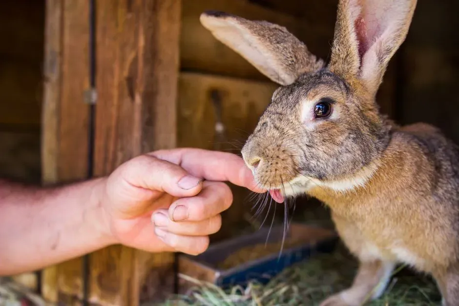 6. Nipping and Nibbling: Not Always Aggression (Image Credits: Pexels)