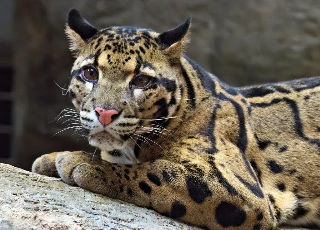 What You Can Infer from Their Teeth, Diet, and Hunting Style (Image Credits: Flickr)