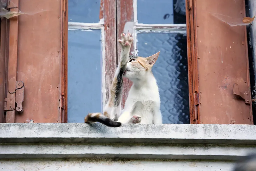 Making Your Cat's Window Experience Even Better (Image Credits: Flickr)