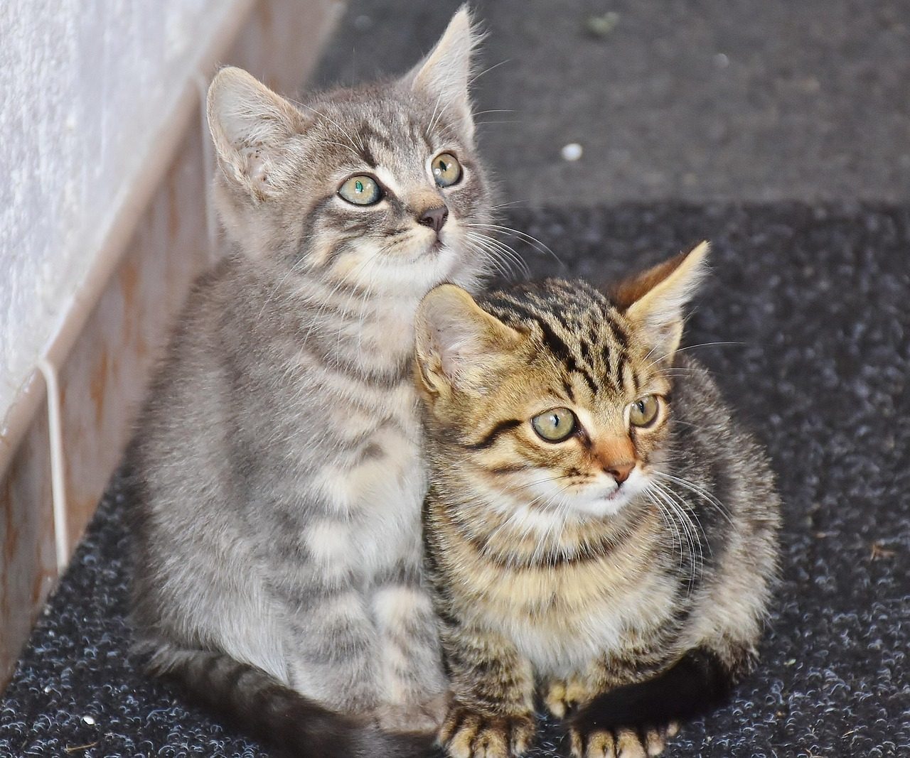 Myth: Every Cat Needs a Feline Companion (Image Credits: Pixabay)