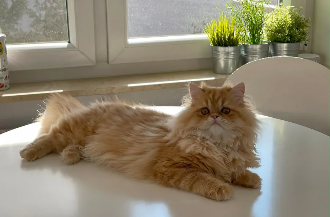 13. The Persian: The Royal Homebody Who Lives Life at Their Own Pace (Image Credits: Unsplash)