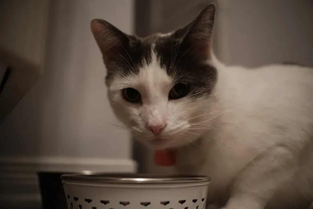 #5 - The Sniff-and-Walk-Away at the Food Bowl (Image Credits: Unsplash)
