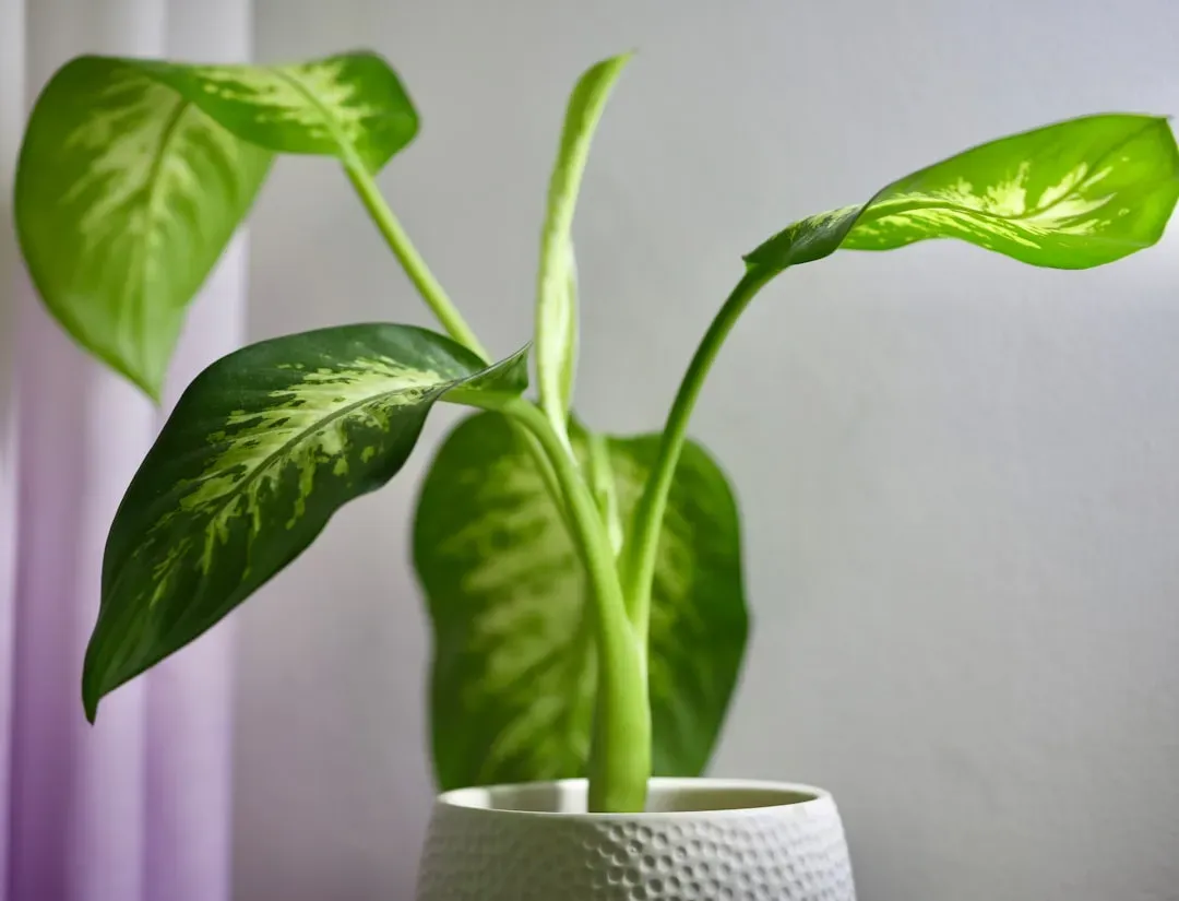 Dieffenbachia: The Aptly Named 