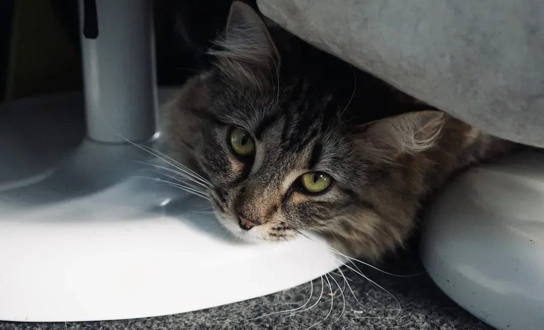 They Understand That Hidden Objects Still Exist (Image Credits: Unsplash)