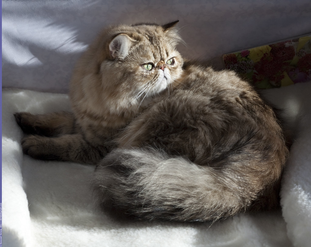 Persian Cat - The Selective Sophisticate (Image Credits: Flickr)